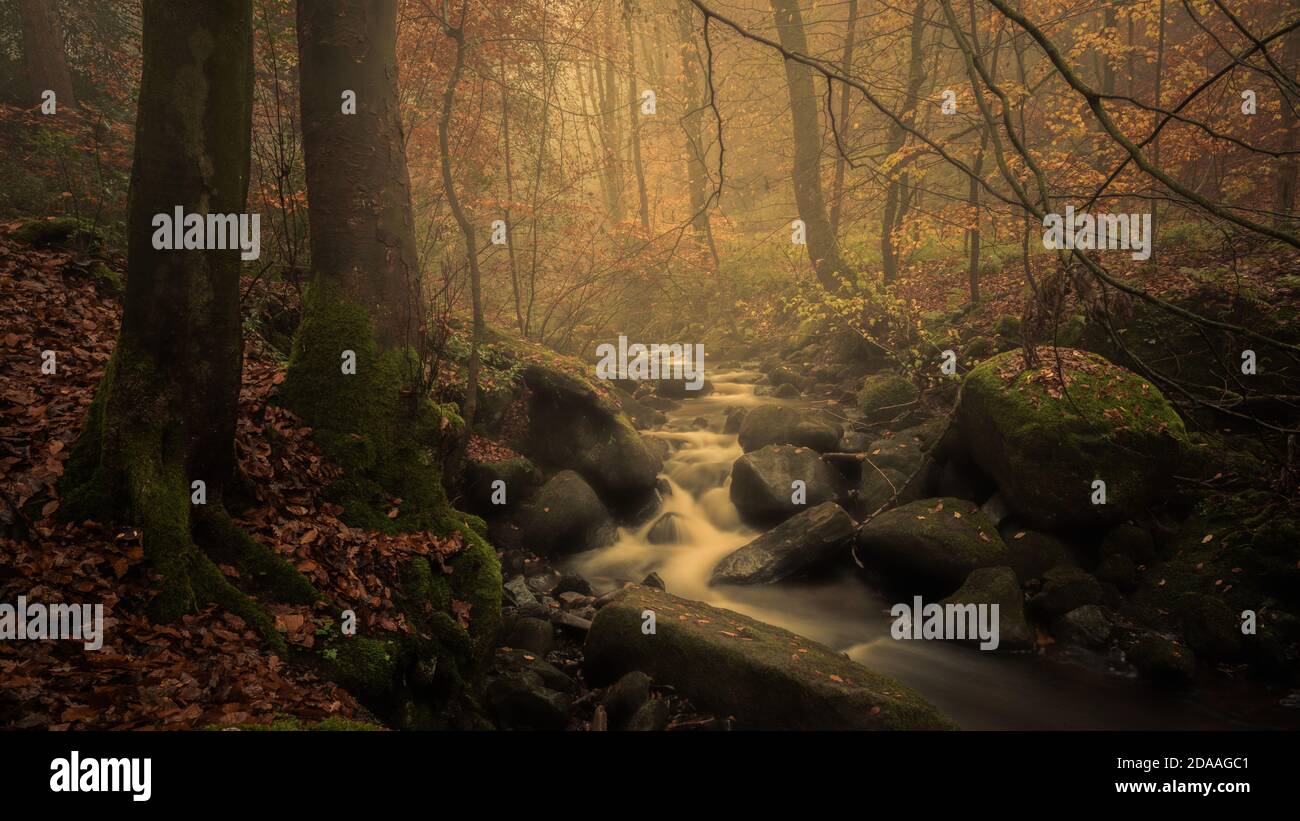 Cascata a Strikes Wood, Nidderdale, North Yorkshire Foto Stock
