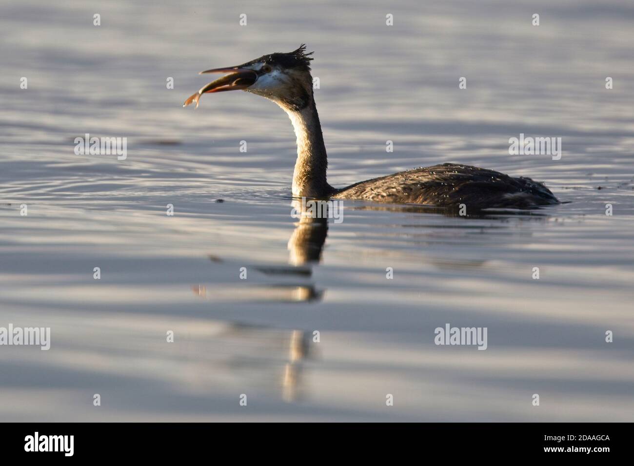 Grande grebe crestato (Podiceps cristatus) adulto deglutire un pesce, Slapton Ley, Devon, Inghilterra, Regno Unito. Foto Stock