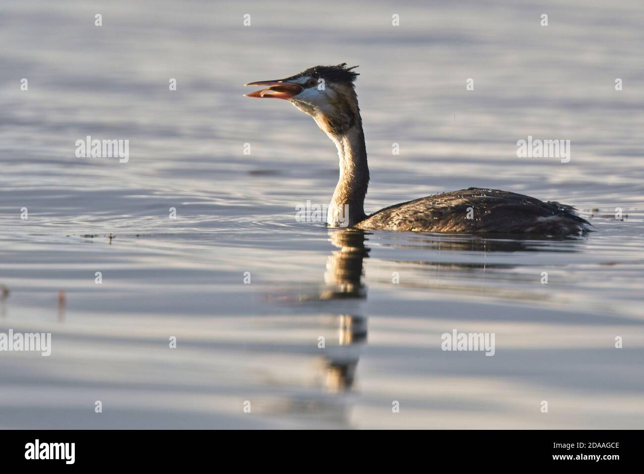 Grande grebe crestato (Podiceps cristatus) adulto deglutire un pesce, Slapton Ley, Devon, Inghilterra, Regno Unito. Foto Stock