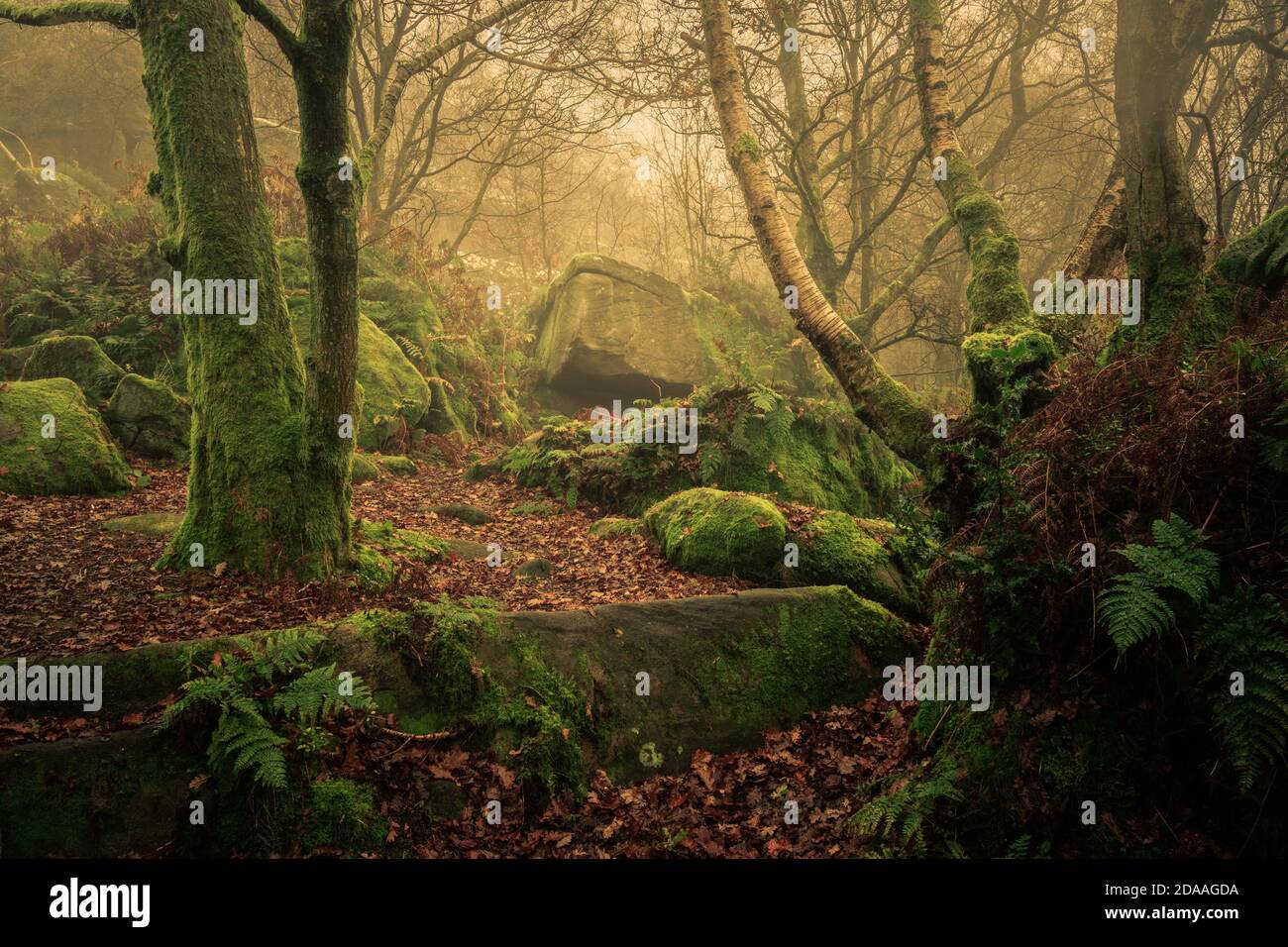 Woodland a Brinham Rocks, North Yorkshire Foto Stock