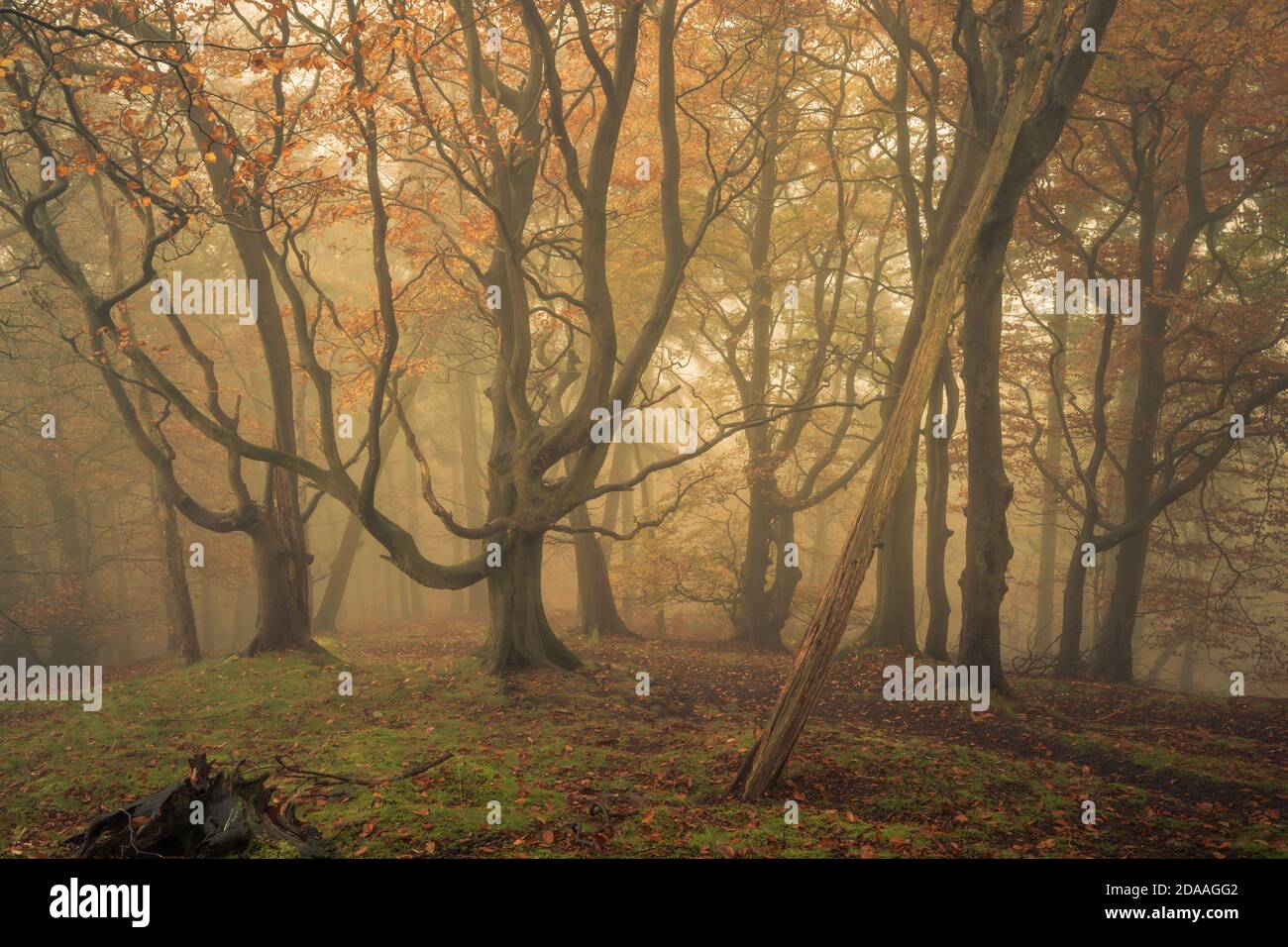 Woodland at Strikes Wood, Nidderdale, North Yorkshire Foto Stock