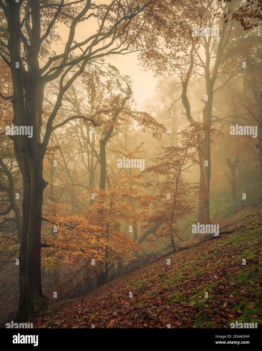 Giovane faggio, Strikes Wood, Nidderdale, North Yorkshire Foto Stock