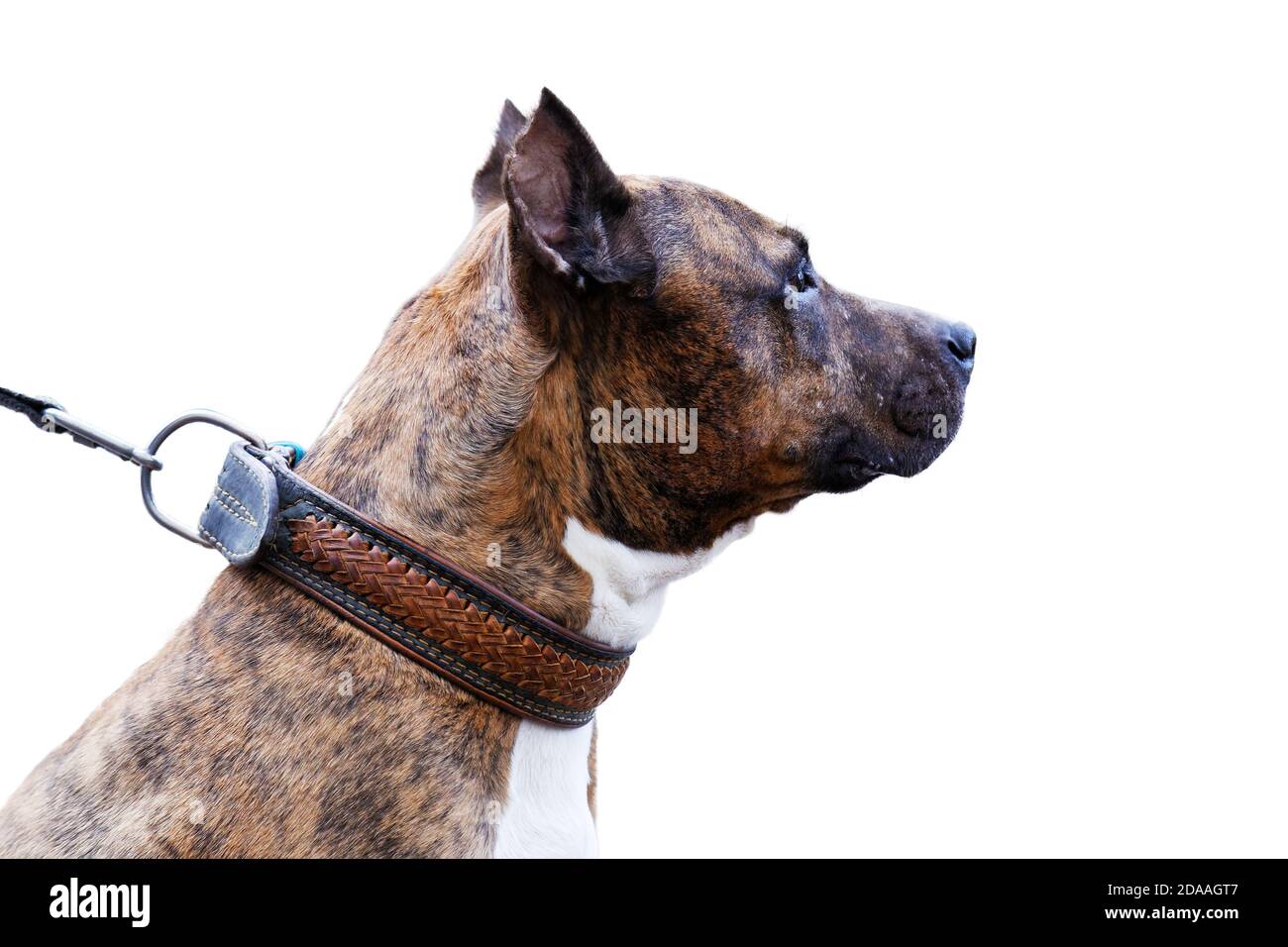 Ritratto closeup del cane nel profilo - American Staffordshire Terrier. Isolato su bianco. Foto Stock