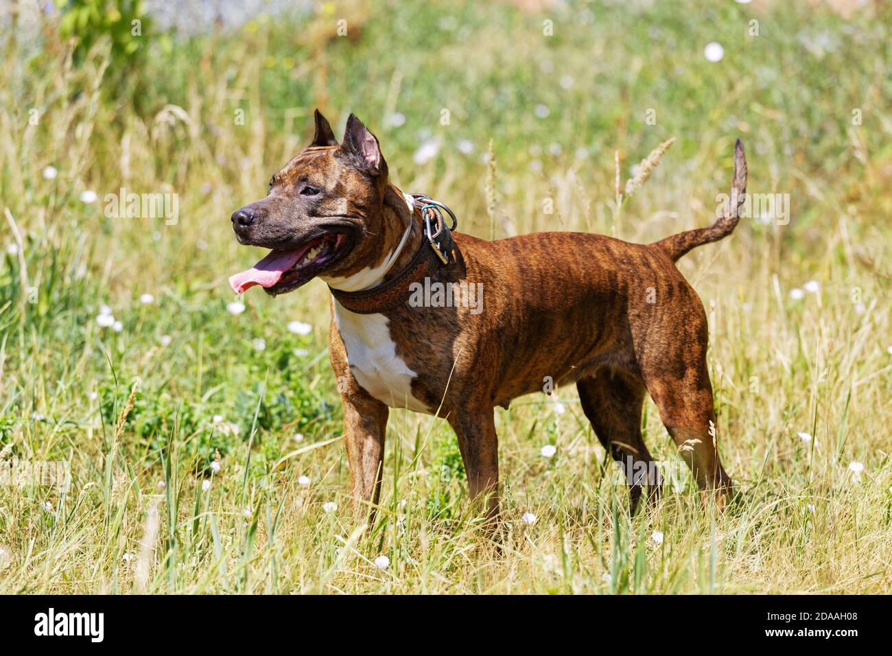 Dog American Staffordshire Terrier è in piedi in erba sul prato e guardando lontano. Messa a fuoco superficiale. Foto Stock