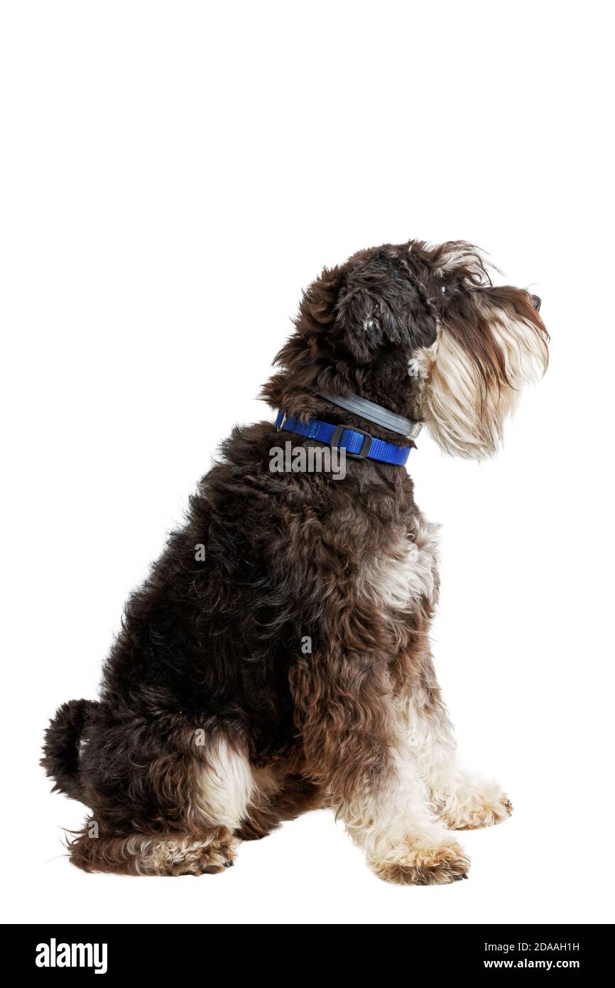 Profilo ritratto di razza cane Zwergschnauzer isolato su bianco. Foto Stock