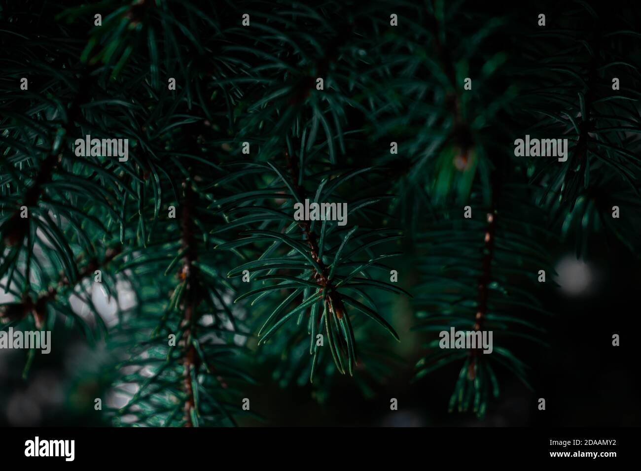 Rami dell'albero di pino, natura di tempo freddo Foto Stock