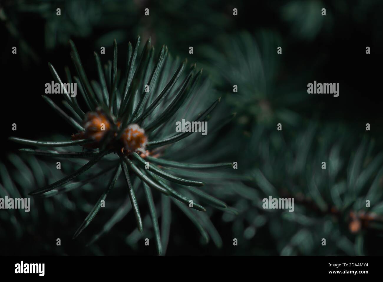 Rami dell'albero di pino, natura di tempo freddo Foto Stock