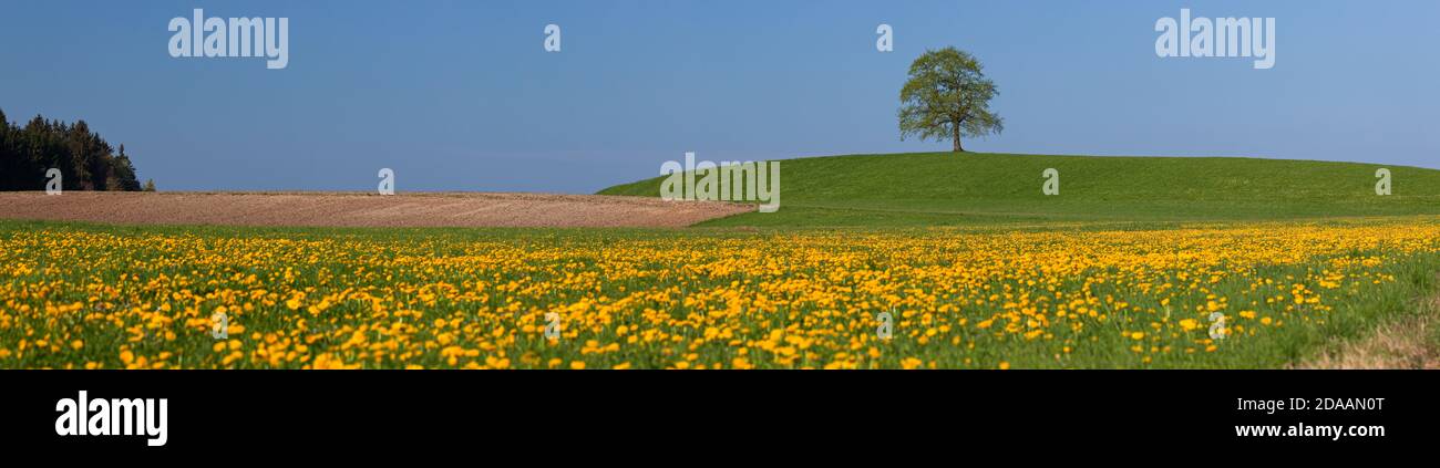 Geografia / viaggio, Germania, Baviera, Muensing, quercia nel prato primaverile, Muensing, alta Baviera, diritti aggiuntivi-clearance-Info-non-disponibile Foto Stock