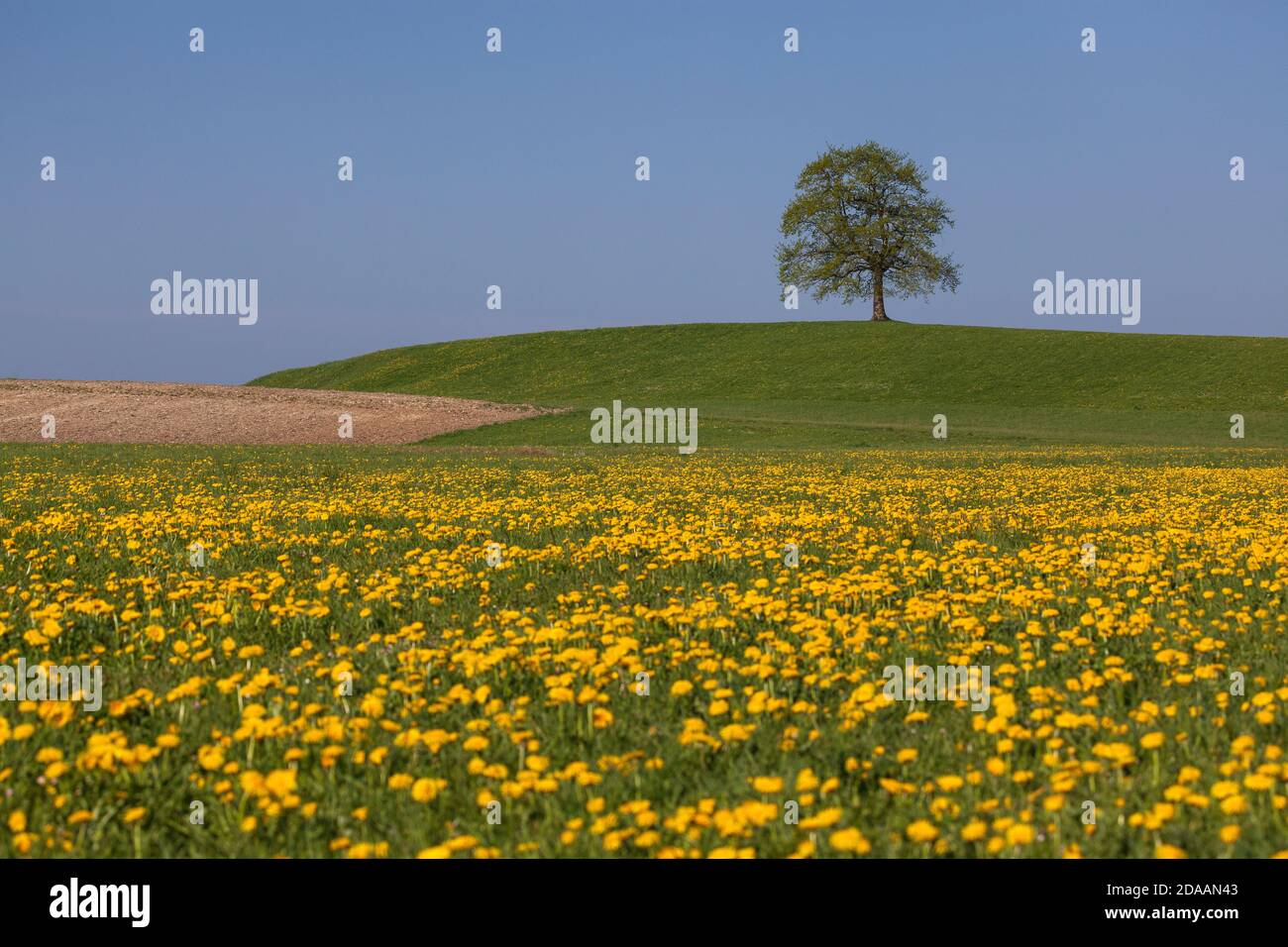 Geografia / viaggio, Germania, Baviera, Muensing, quercia nel prato primaverile, Muensing, alta Baviera, diritti aggiuntivi-clearance-Info-non-disponibile Foto Stock