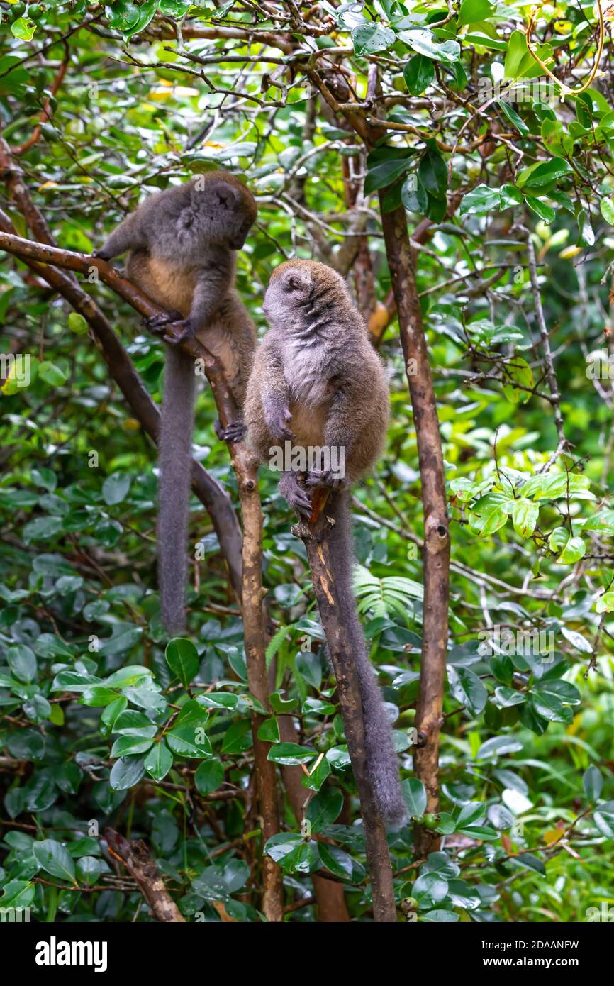 I lemuri di bambù Funny su un ramo di albero guardano i visitatori Foto Stock