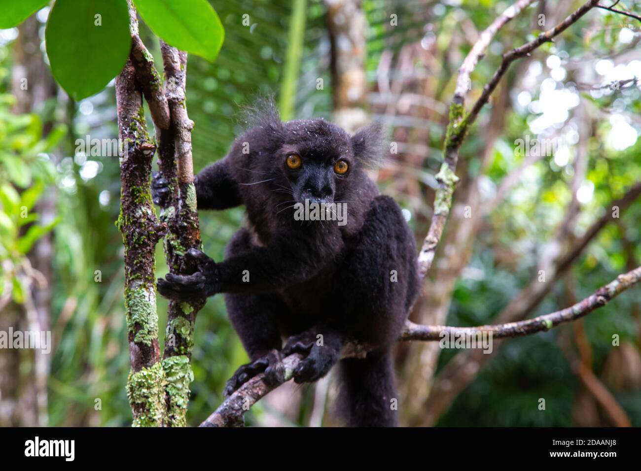 Un lemure nero su un albero in attesa di una banana Foto Stock