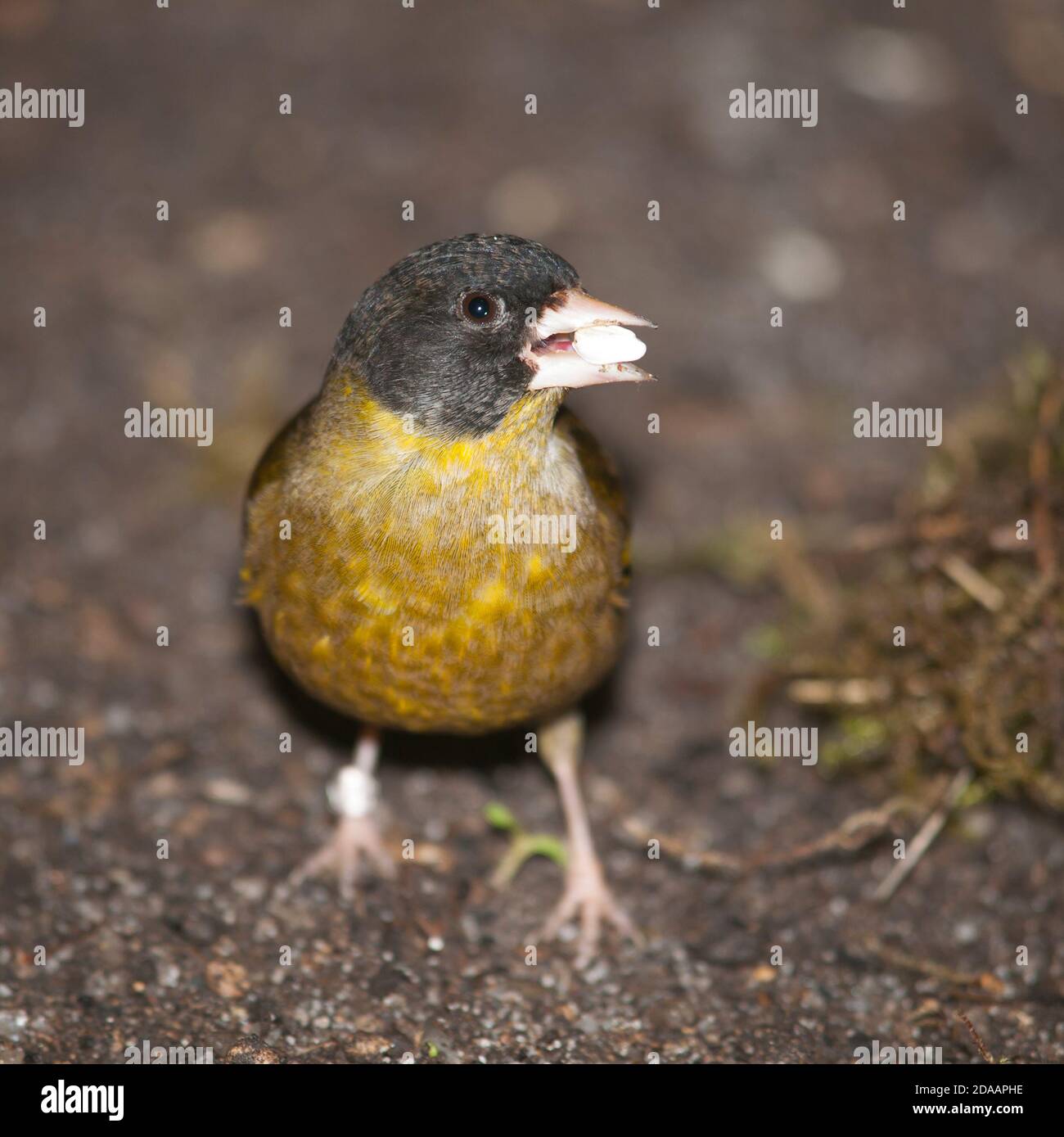 Pekin nightingale - Leiothrix lutea con seme in becco Foto Stock