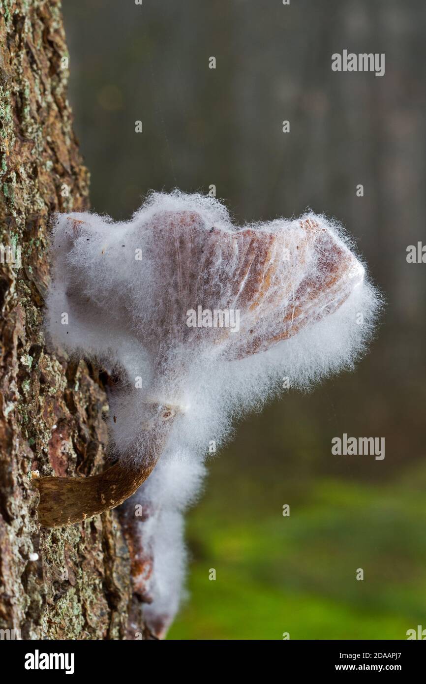 Ciclo di vita: Coltivazione di muffa su un fungo di Miele che parassita un pino Foto Stock