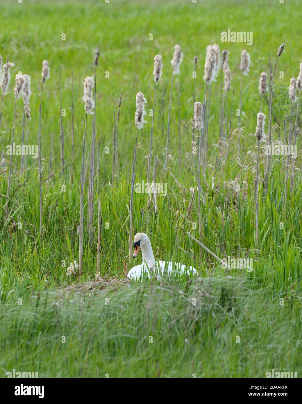 Un Mute Swan seduto su un nido tra erba lunga e torridi durante la stagione di allevamento in Scozia, Regno Unito, Europa Foto Stock