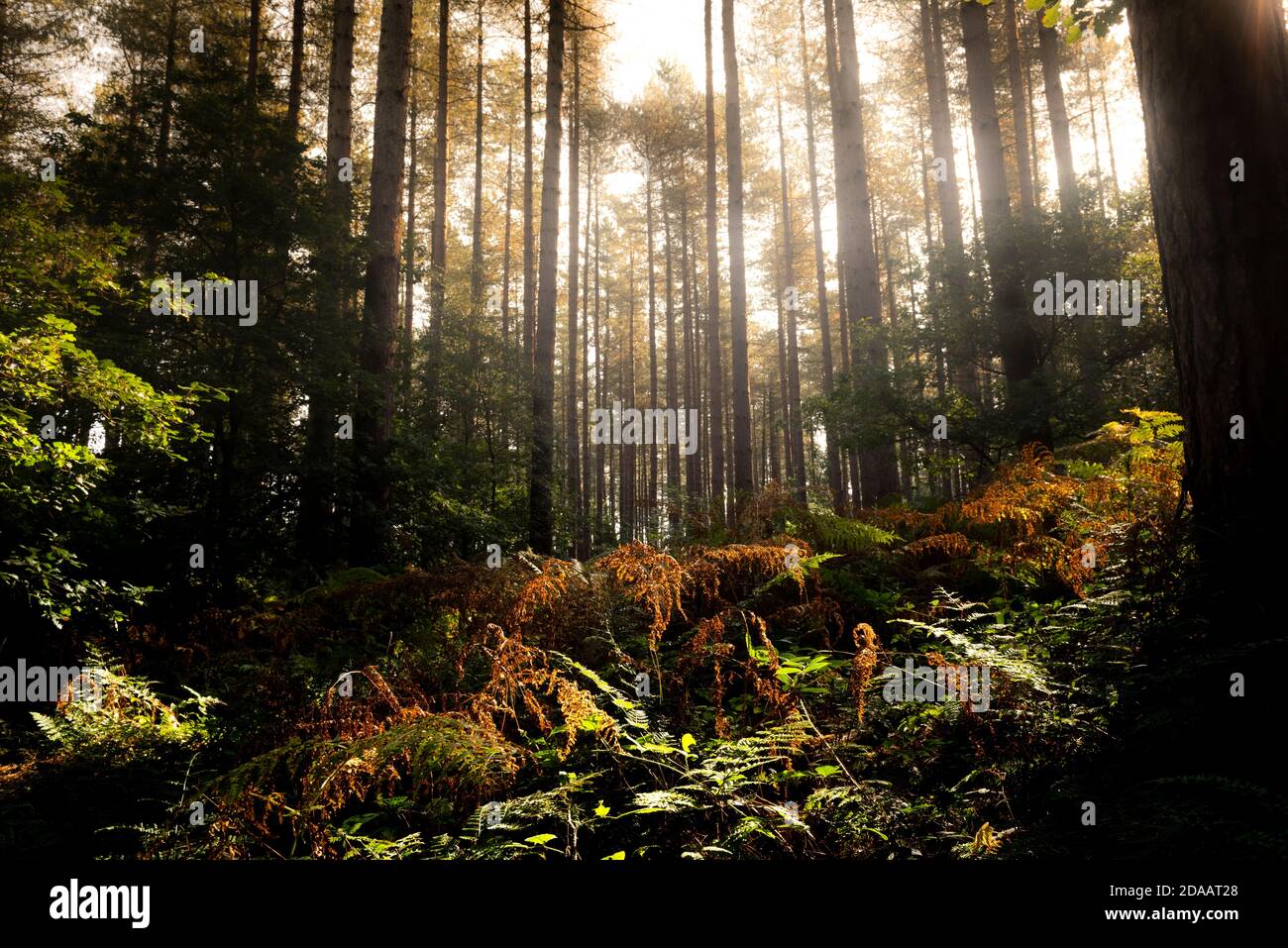 Bracken in un ambiente boscoso che inizia a visualizzare i colori autunnali. Blidworth Woods, Nottinghamshire, Inghilterra, Regno Unito Foto Stock