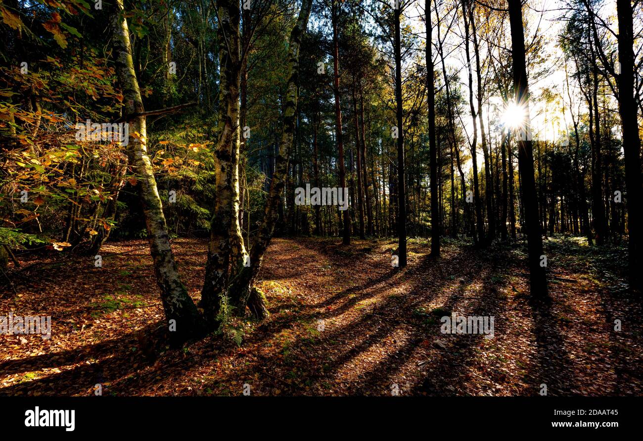 Bassa luce solare invernale che getta ombre in una scena boschiva. Blidworth Woods, Nottinghamshire Inghilterra UK Foto Stock