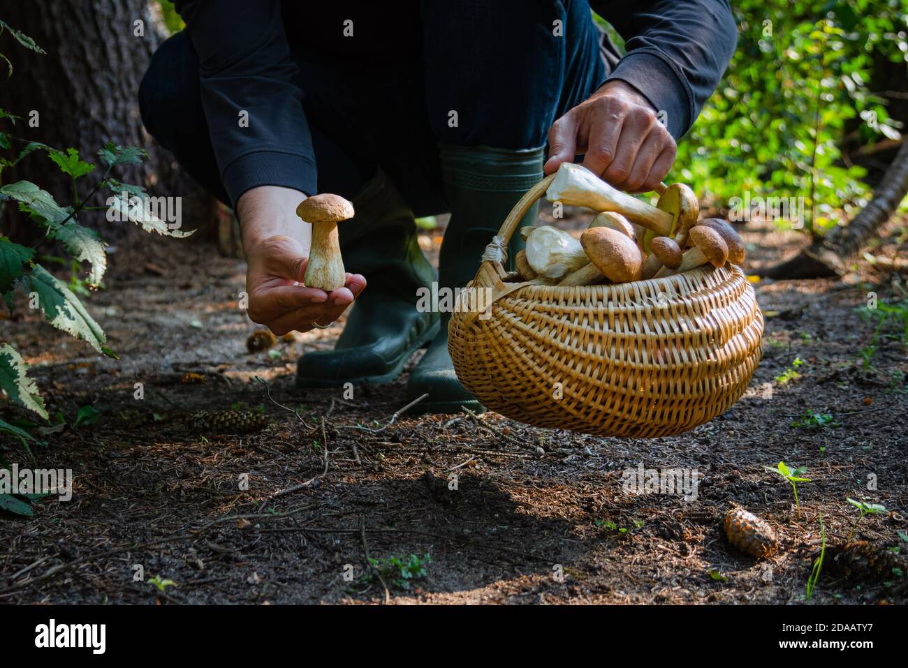 Mano che tiene Boltetus edulis vicino al cesto pieno di vimini di funghi nella foresta. Stagione di raccolta dei funghi nei boschi in autunno. Foto Stock