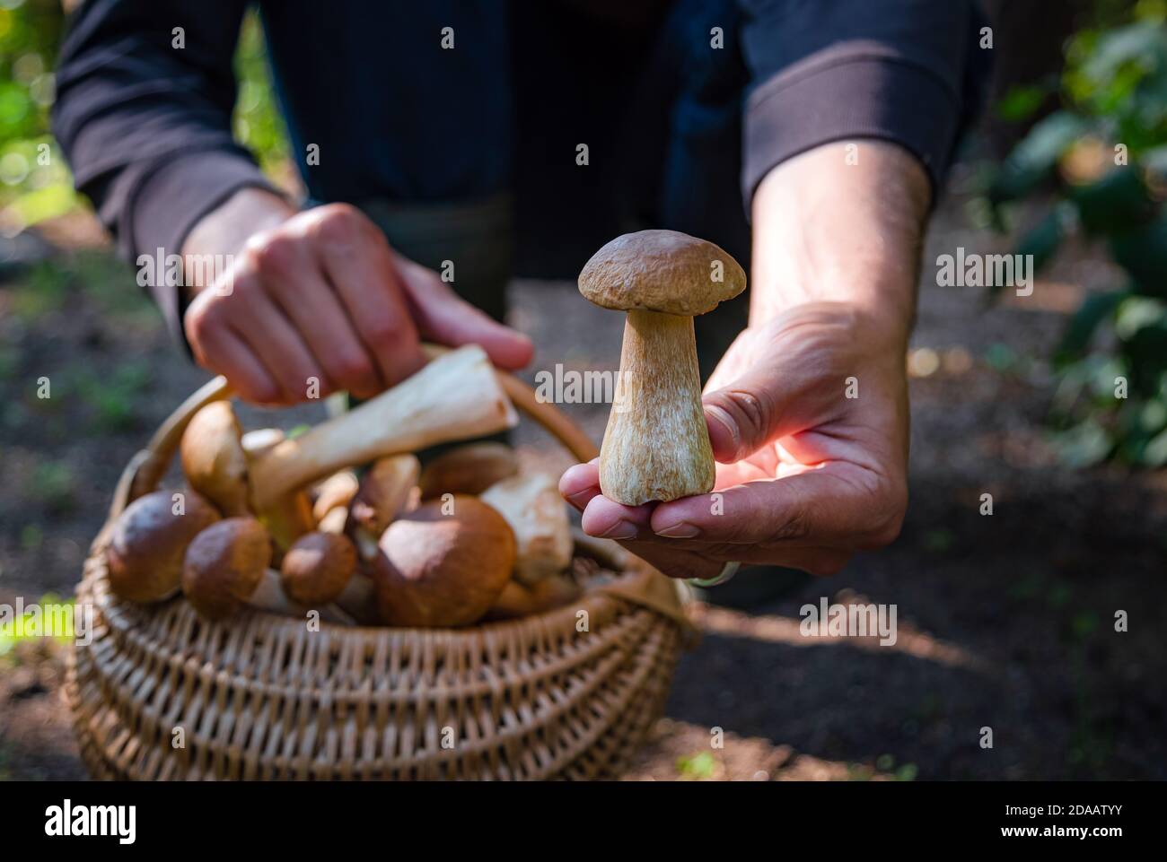 Mano che tiene Boltetus edulis vicino al cesto pieno di vimini di funghi nella foresta. Stagione di raccolta dei funghi nei boschi in autunno. Foto Stock