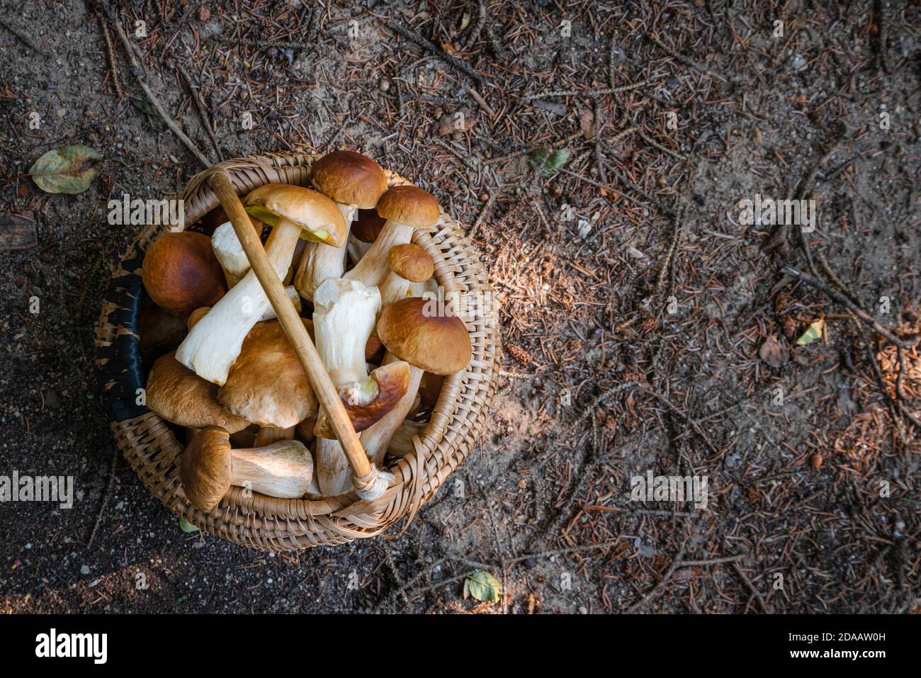 Cesto pieno di vimini di Boletus Edulis nella foresta. Cesto di funghi nei boschi in autunno. Nessuno Foto Stock