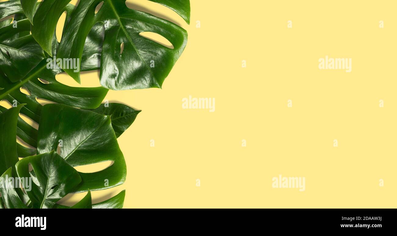 foglia di monstera verde su sfondo giallo. foglie tropicali con spazio di copia Foto Stock