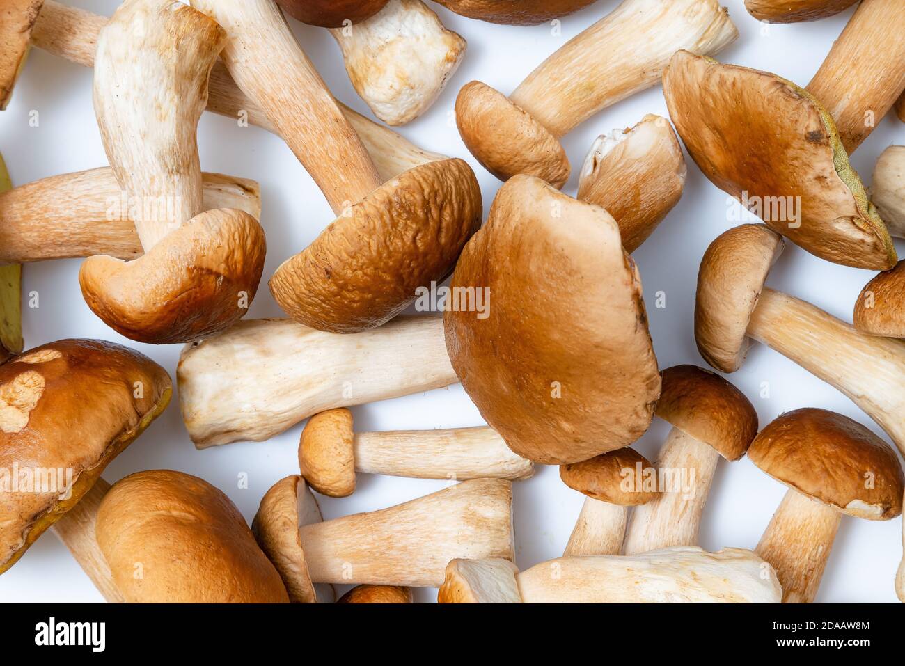 Cappuccio marrone Boletus Edulis sfondo. Un sacco di funghi commestibili su un tavolo da cucina. Nessuno Foto Stock