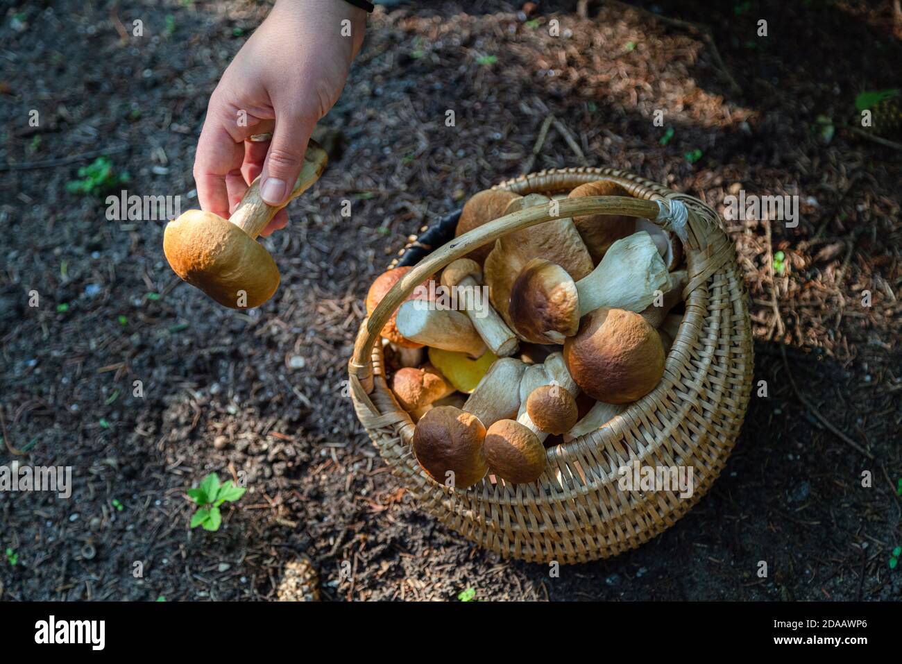 Mano che tiene Boltetus edulis vicino al cesto pieno di vimini di funghi nella foresta. Stagione di raccolta dei funghi nei boschi in autunno. Foto Stock