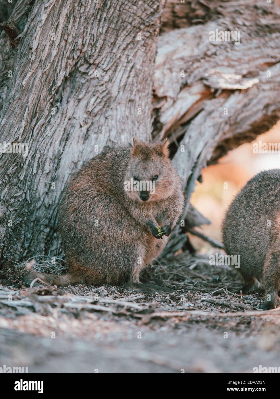 Quokka(s) nutrendo e riposando sotto un albero nella natura selvaggia sull'isola di Rottnest, Australia Foto Stock