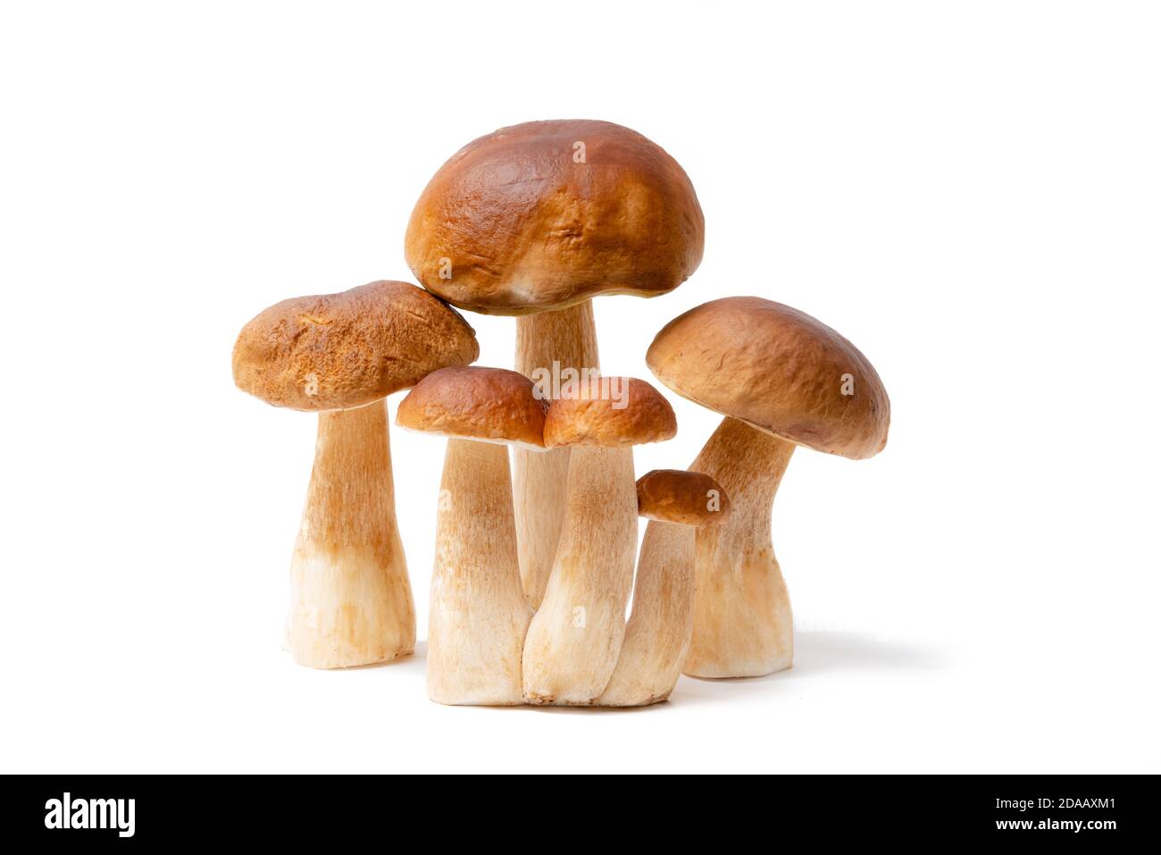 Gruppo di Boletus Edulis marrone isolato su sfondo bianco. Funghi commestibili in cucina. Nessuno Foto Stock