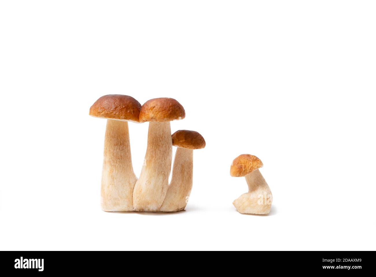 Gruppo di Boletus Edulis marrone isolato su sfondo bianco. Funghi commestibili in cucina. Nessuno Foto Stock