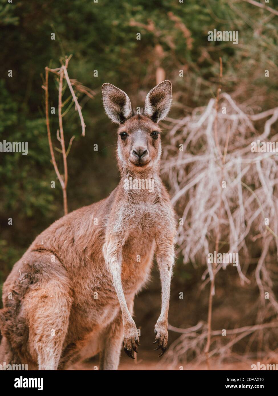 Un canguro selvaggio a Perth, Australia, che riposa tra alcuni alberi in estate. Foto Stock