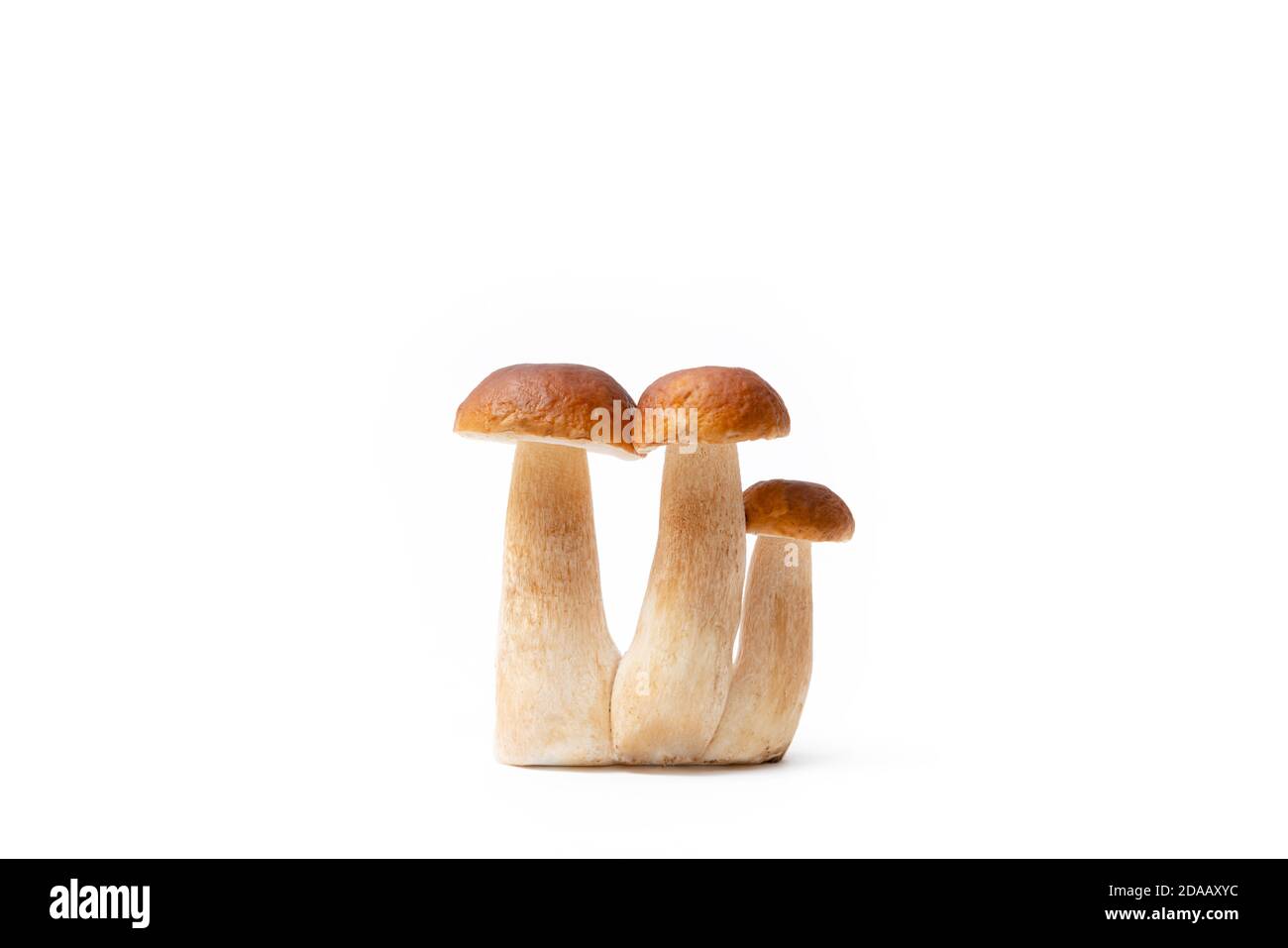 Gruppo di Boletus Edulis marrone isolato su sfondo bianco. Funghi commestibili in cucina. Nessuno Foto Stock