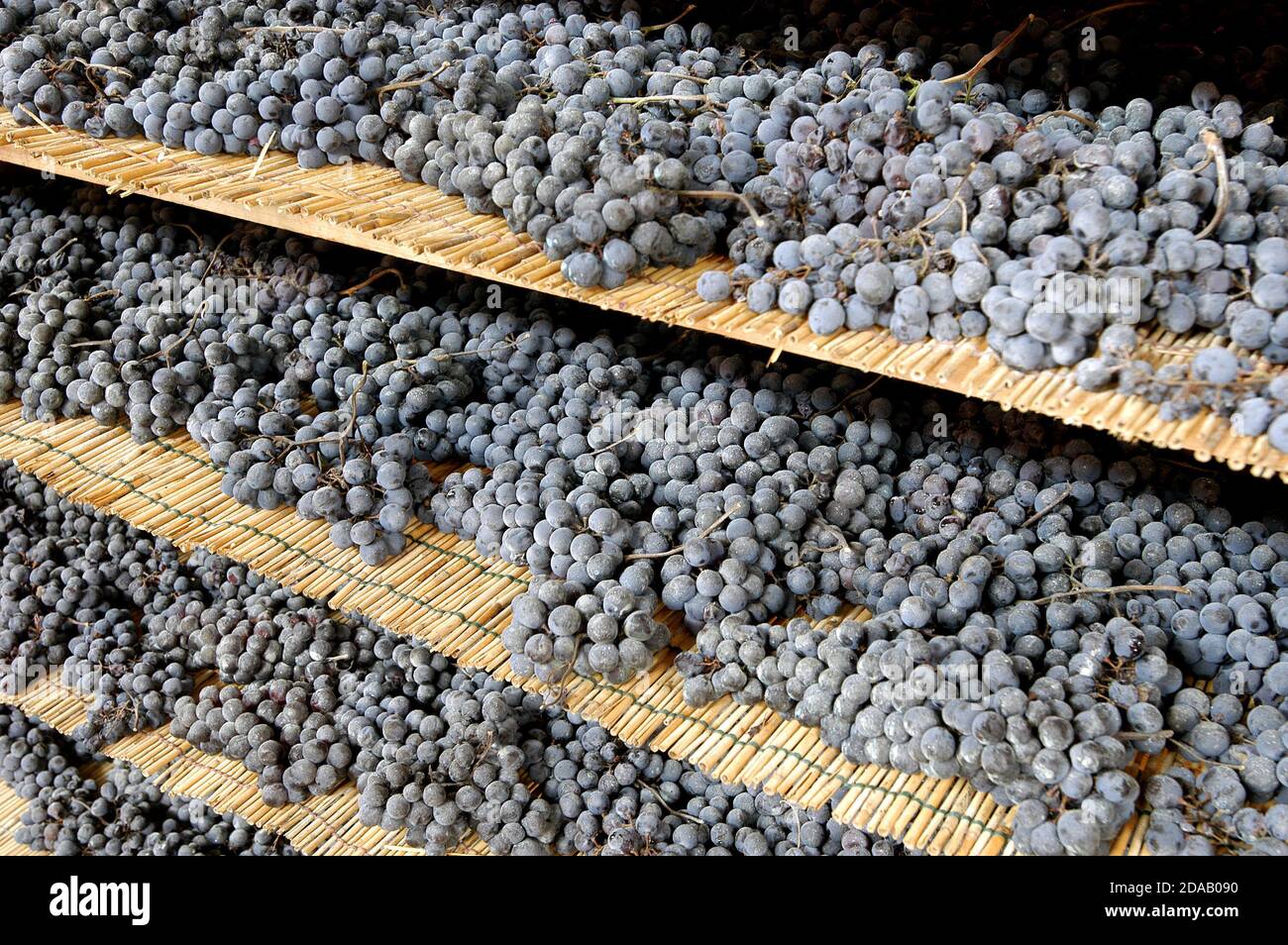 Il vino rosso chiamato Sforzato o Sfursat di Valtellina DOCG in Lombardia è il risultato della selezione delle migliori uve Nebbiolo, che im Foto Stock