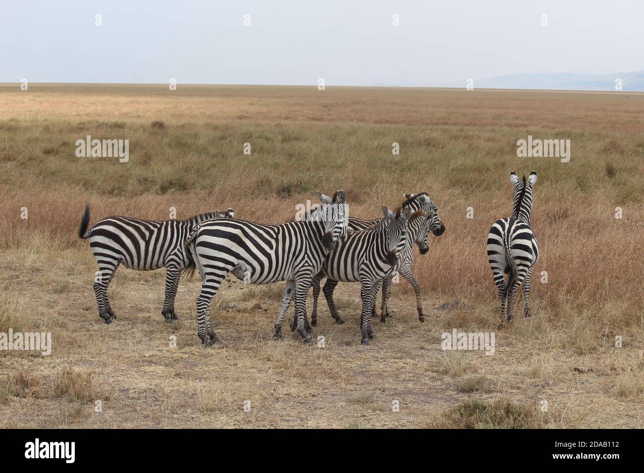 Mandria di Zebre nel parco nazionale Masai Mara, Kenya. Foto Stock