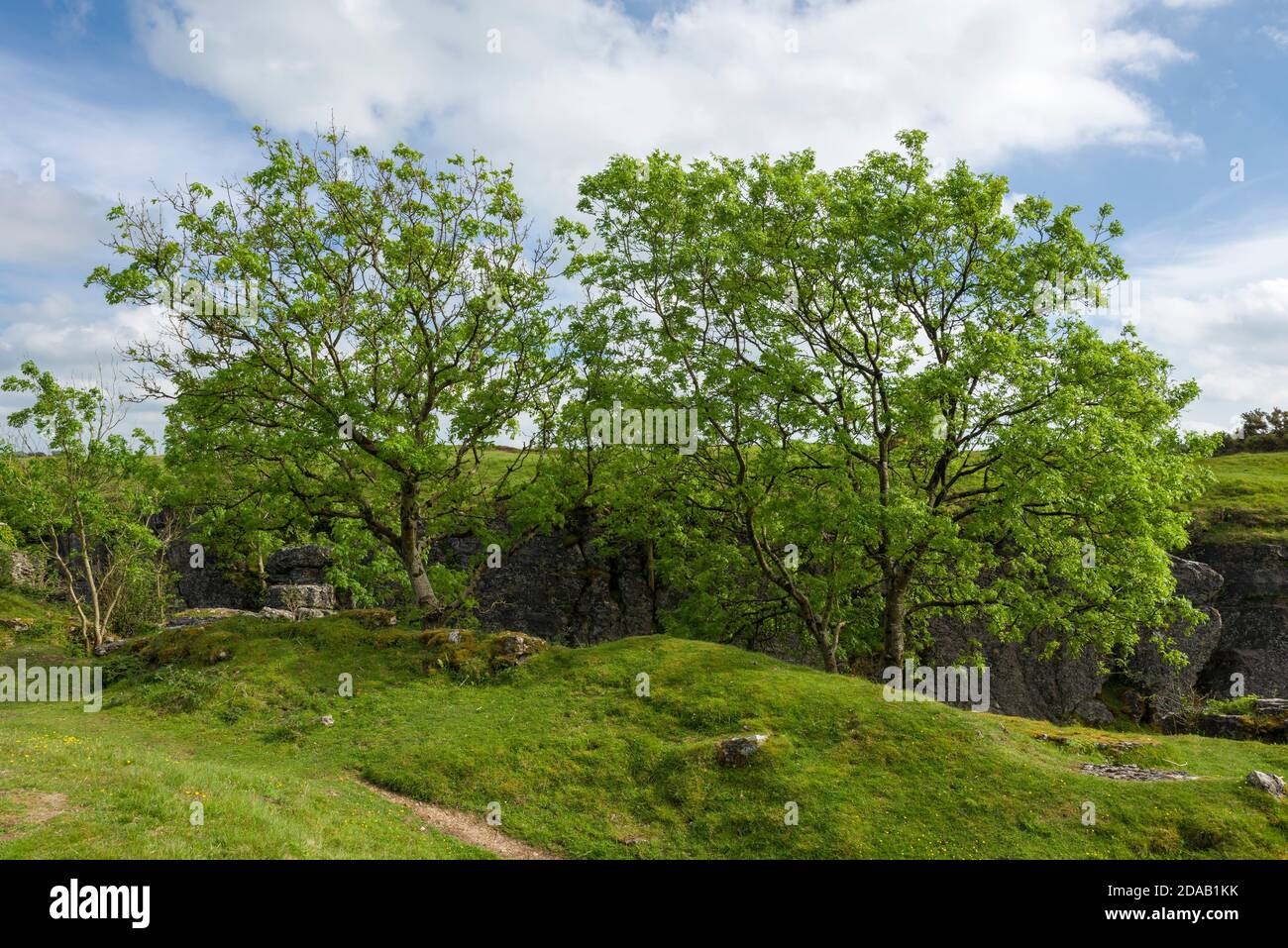 Alberi di frassino europei che crescono in una vecchia miniera di piombo abbandonata nella riserva naturale di Ubley Warren nel paesaggio nazionale delle Mendip Hills, Somerset, Inghilterra. Foto Stock