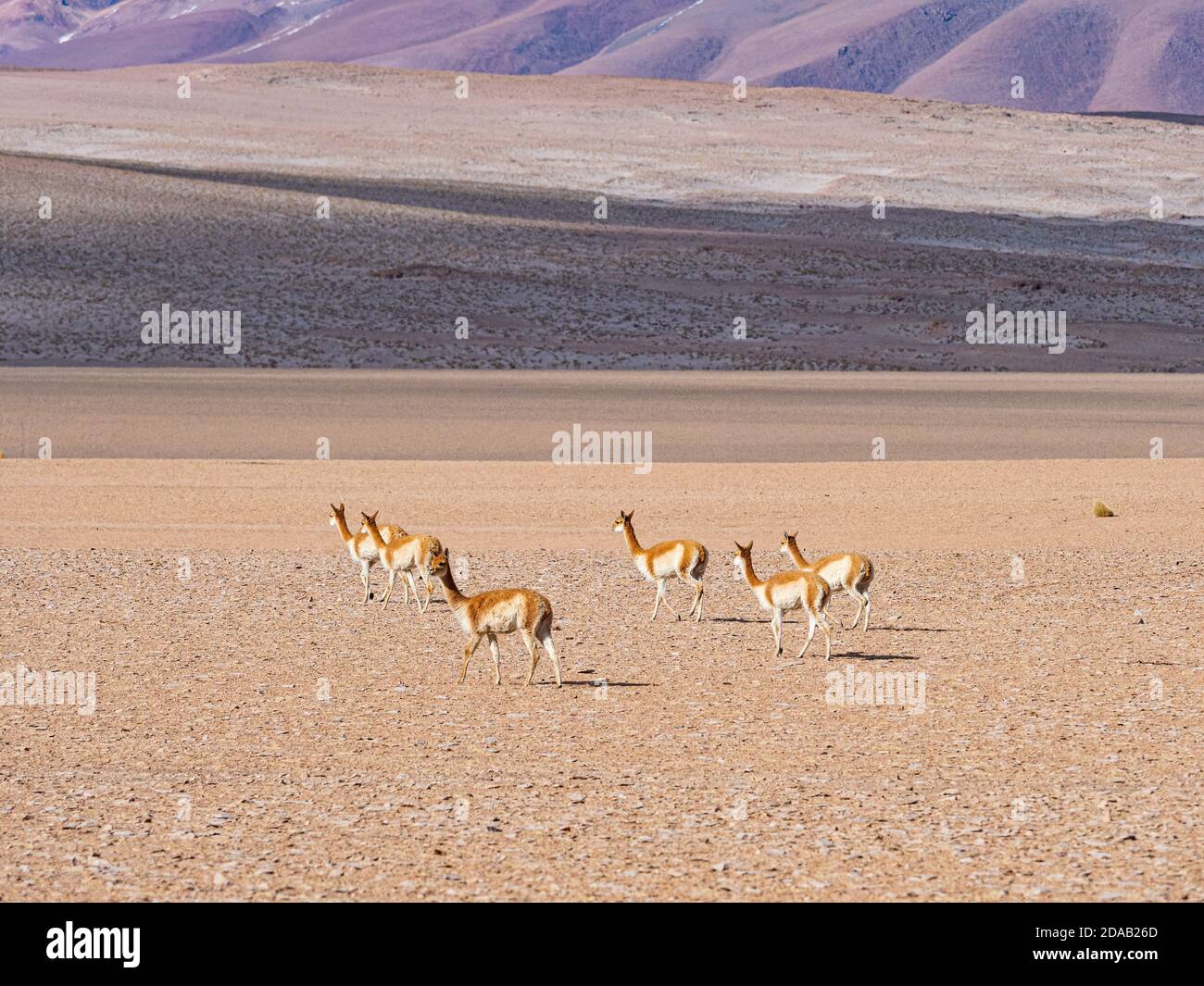 Vicuna a Uyuni en BolivieIl vicuña (Vicugna vicugna) è una specie di mammifero sudamericano che vive negli altopiani della catena montuosa delle Ande. Foto Stock