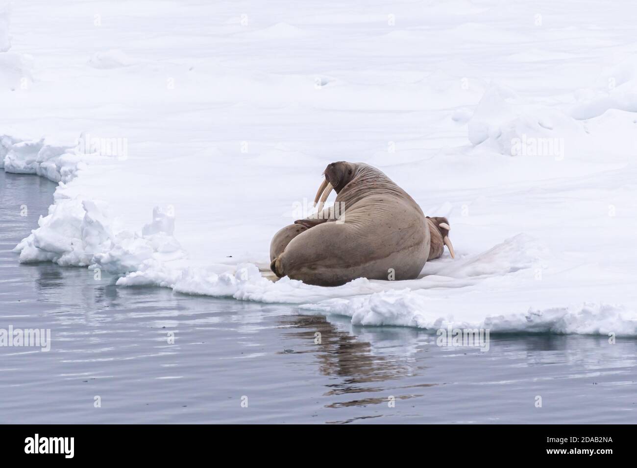 Due Atlantic trichechi (Odobenus rosmarus) sdraiati sul ghiaccio sulla costa delle isole Svalbard, Norvegia. Foto Stock