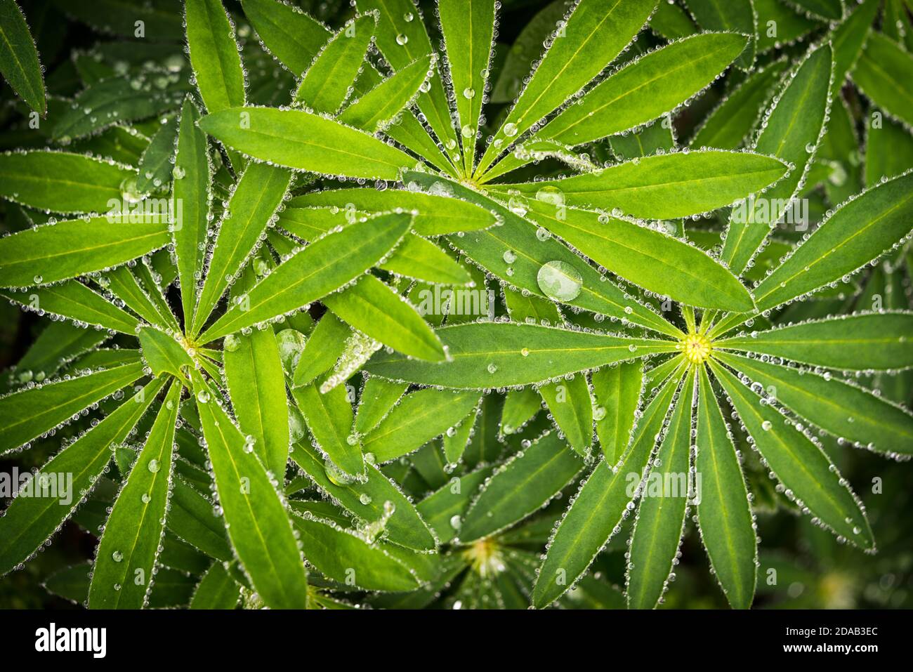 Foglie di lupino bagnate (Lupinus polyphyllus) con fondo gocce di pioggia. Lupin pianta prima dei fiori, stella verde forma unica foglia forma. Foto Stock
