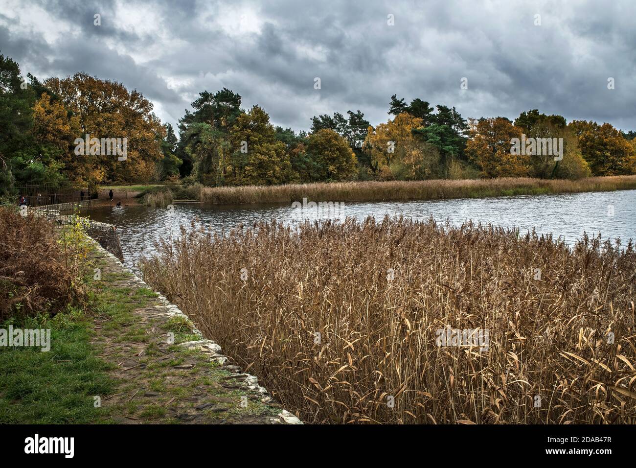 Letto di canna in autunno a Frensham laghetti Foto Stock