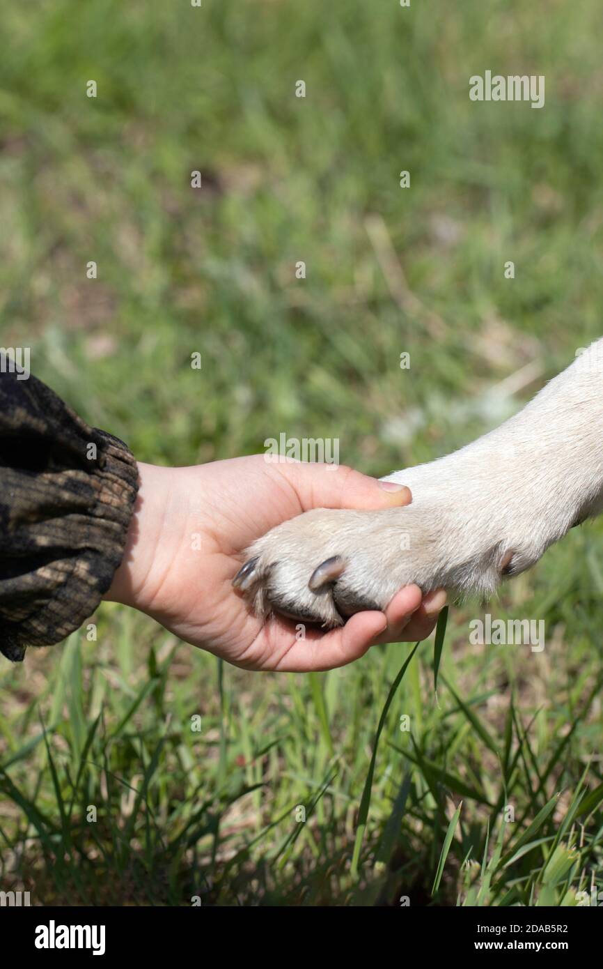 Paw di cane in mano di ragazzo. Amicizia tra uomo e animale, migliori amici, scuotendo la mano e la zampa. Aiutare gli animali senza casa Foto Stock