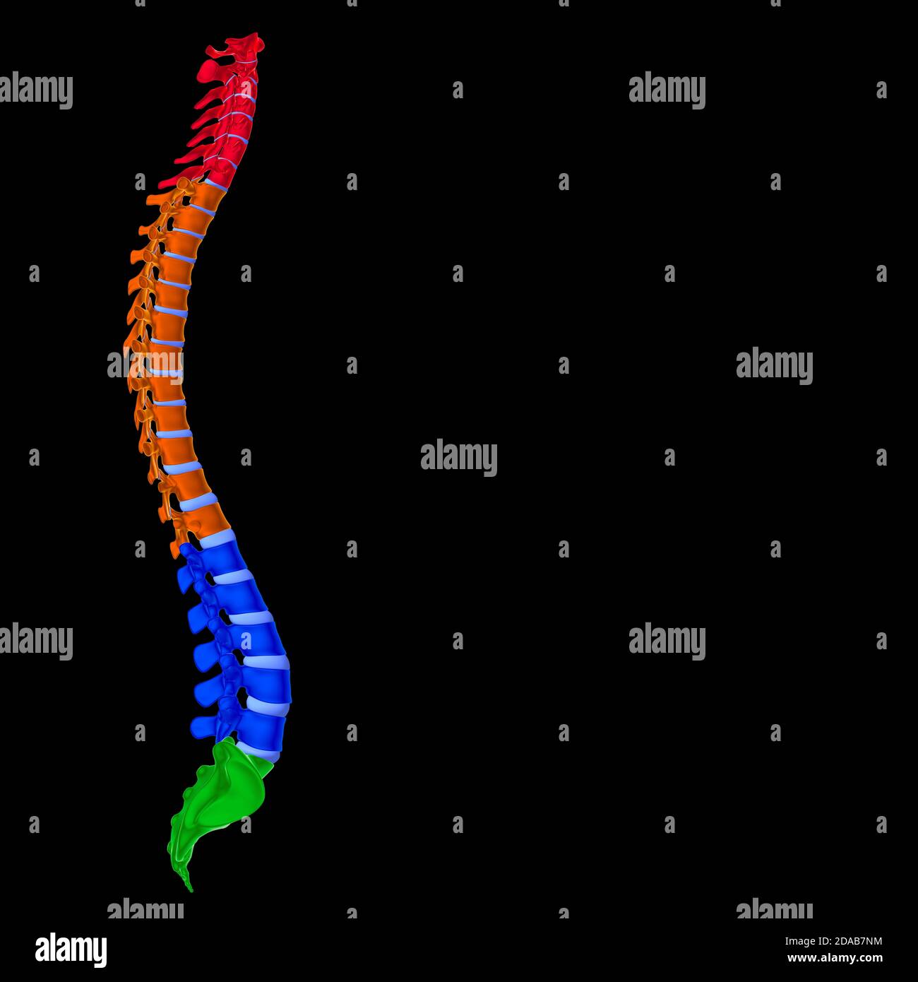 Illustrazione 3D della colonna vertebrale dello scheletro umano delle vertebre Foto Stock