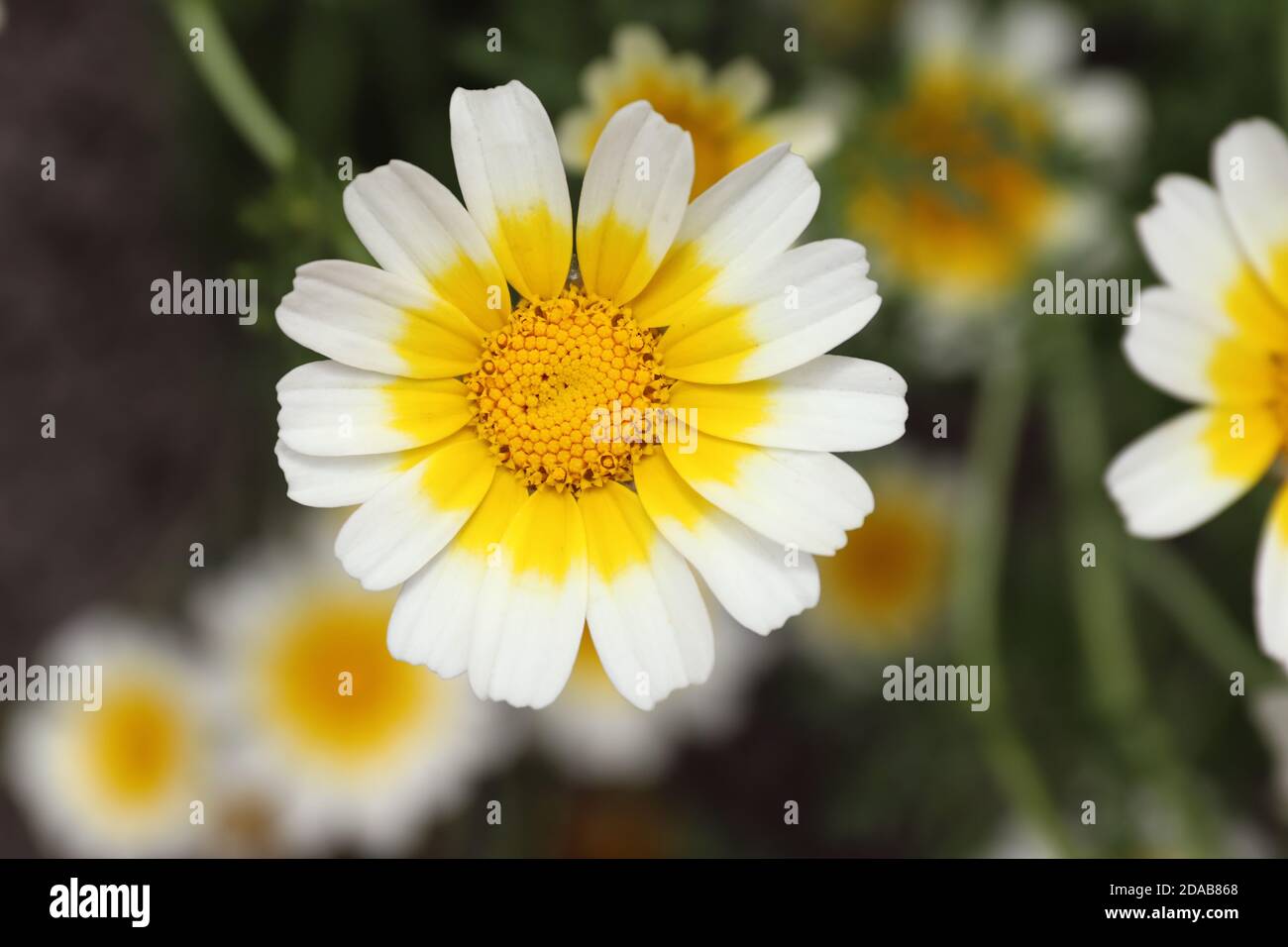 Il crisantemo di Garland - una pianta commestibile ricca di minerali e. vitamine Foto Stock