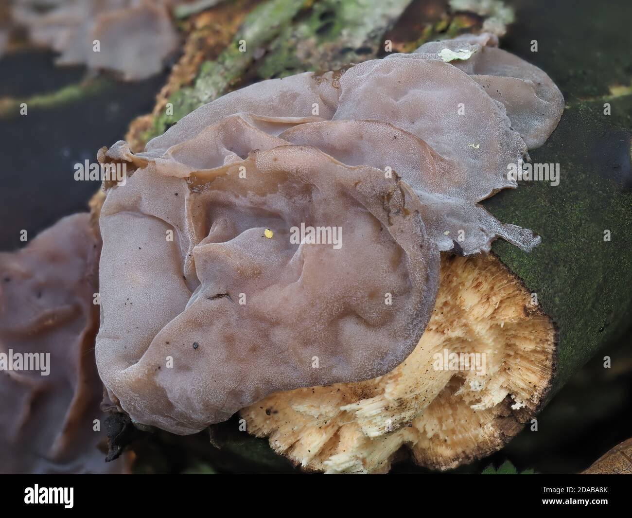 Orecchio di ebreo, orecchio di legno, Jelly orecchio fungo selvaggio su log. Auricularia sp. Primo piano. Foto Stock