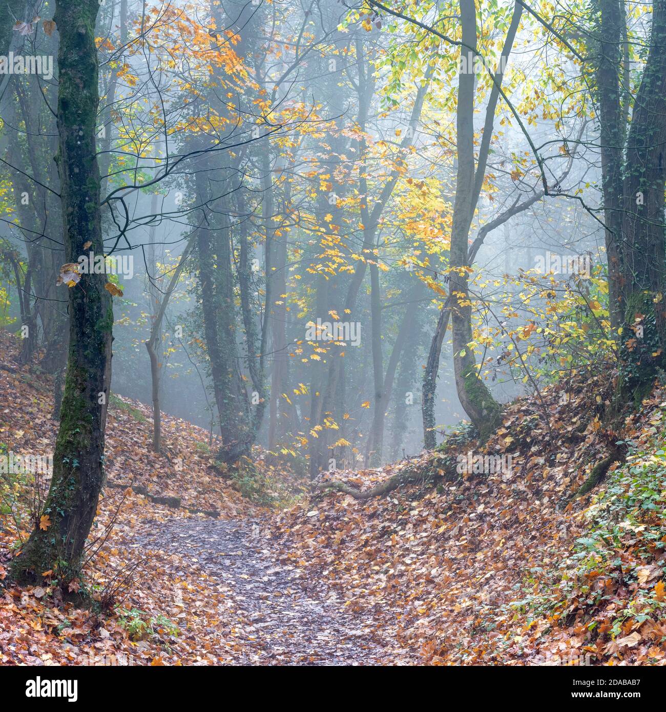 Colore autunnale in Castle Hill Woods, Pickering Foto Stock Colore autunnale in Castle Hill Woods, Pickering Foto Stock