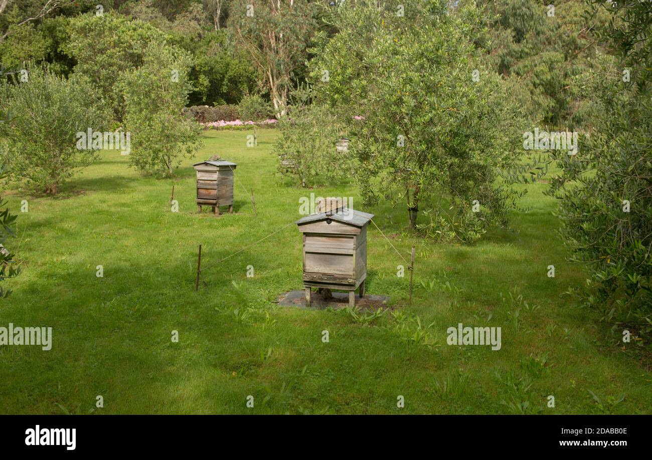 Beehive di legno in un Olive Tree Grove sull'isola di Tresco nelle isole di Scilly Inghilterra, Regno Unito Foto Stock