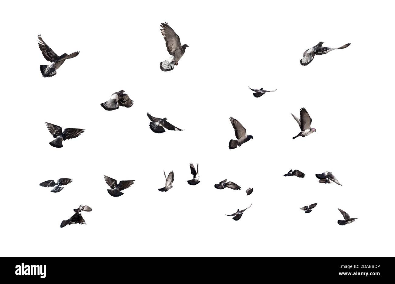 Piccioni che volano. Molti uccelli isolati su sfondo bianco Foto Stock