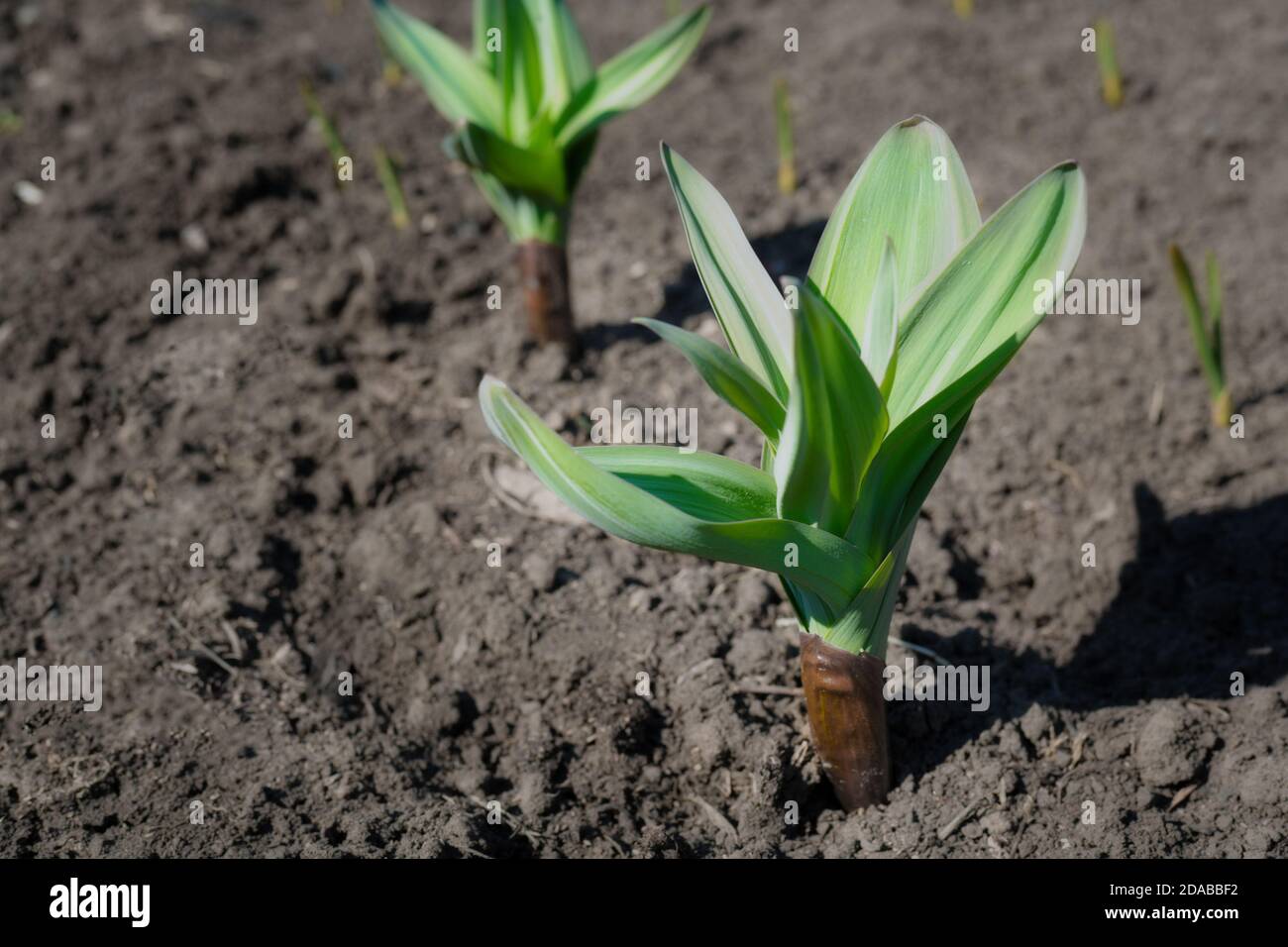 Letto con piante verdi di aglio. Semina primaverile di verdure nell'azienda agricola. Foto Stock