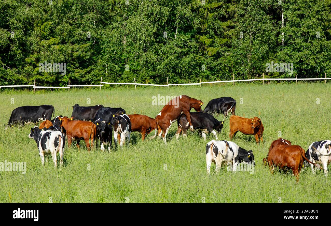 Gruppo di bovini da carne a portata libera a Summer , Finlandia Foto Stock