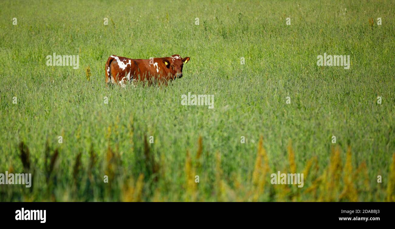 toro europeo di bovini foraggio gratuito presso il campo di fieno a Summer , Finlandia Foto Stock