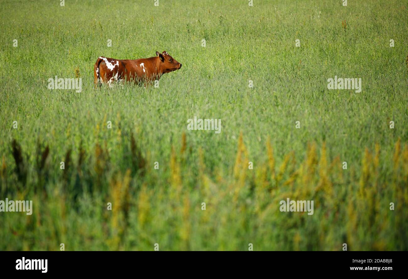 toro europeo di bovini foraggio gratuito presso il campo di fieno a Summer , Finlandia Foto Stock