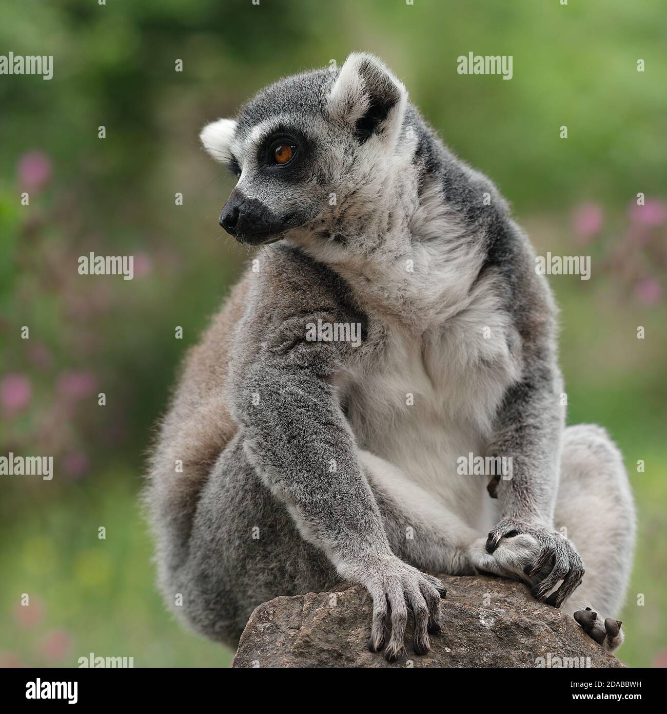 Un anello-tailed lemur è seduta su una roccia Foto Stock